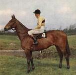 arkle100