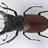 beetle