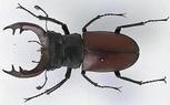 beetle