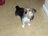 bertie