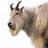 BriantheGoat