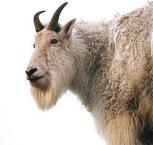 BriantheGoat