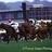 dancing  brave
