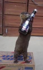fursty ferret