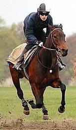 GAMBLINGJOCKEY