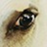 GashMark6