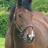Gimcrack