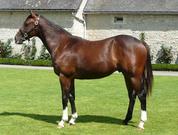 Elzaam Yearling