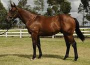 foxwedge yearling