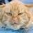 gingcat1