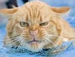 gingcat1