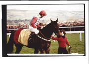 Sea Pigeon 1981