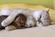 Cats