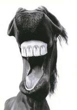 Horse Face III