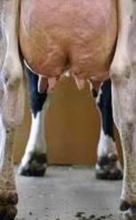 horsenipples