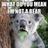 Koala Chaos