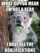 Koala Chaos