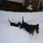 look  -  it's snowing