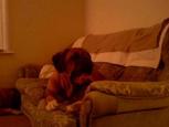 mastiffs