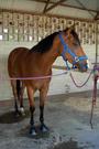 horses