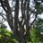 Orchardist