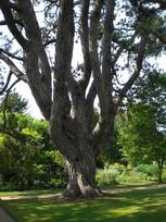 Orchardist