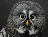 owls etc