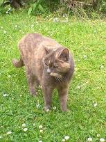 PatraTheCat