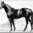 Phalaris