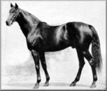 Phalaris