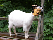 GOATs