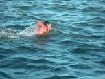 swimmer