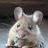 The-Mouse