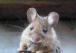 The-Mouse