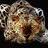 The Leopard