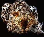 The Leopard