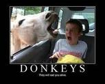 thegreekdonkey