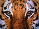 tiger_1310