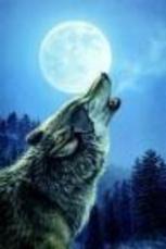 wolfatthedoor